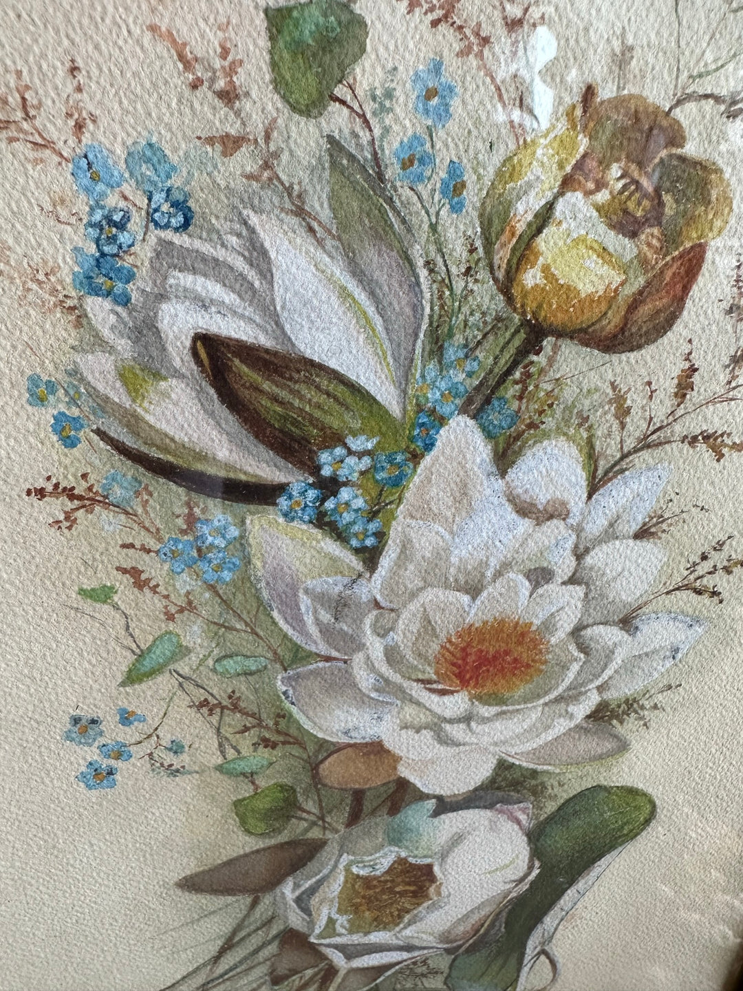 Aquarelle magnolia signée encadrée années 40-50