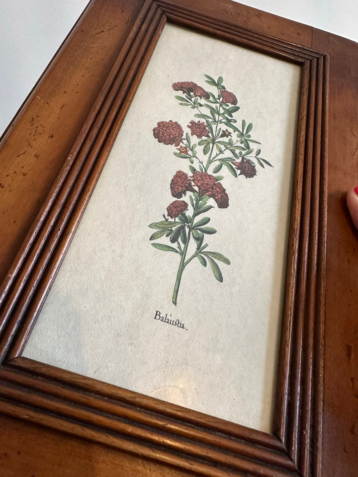 Planche gravure botanique milieu XXème