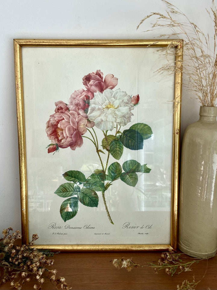 Lithographie Redouté - Rosier de Cels