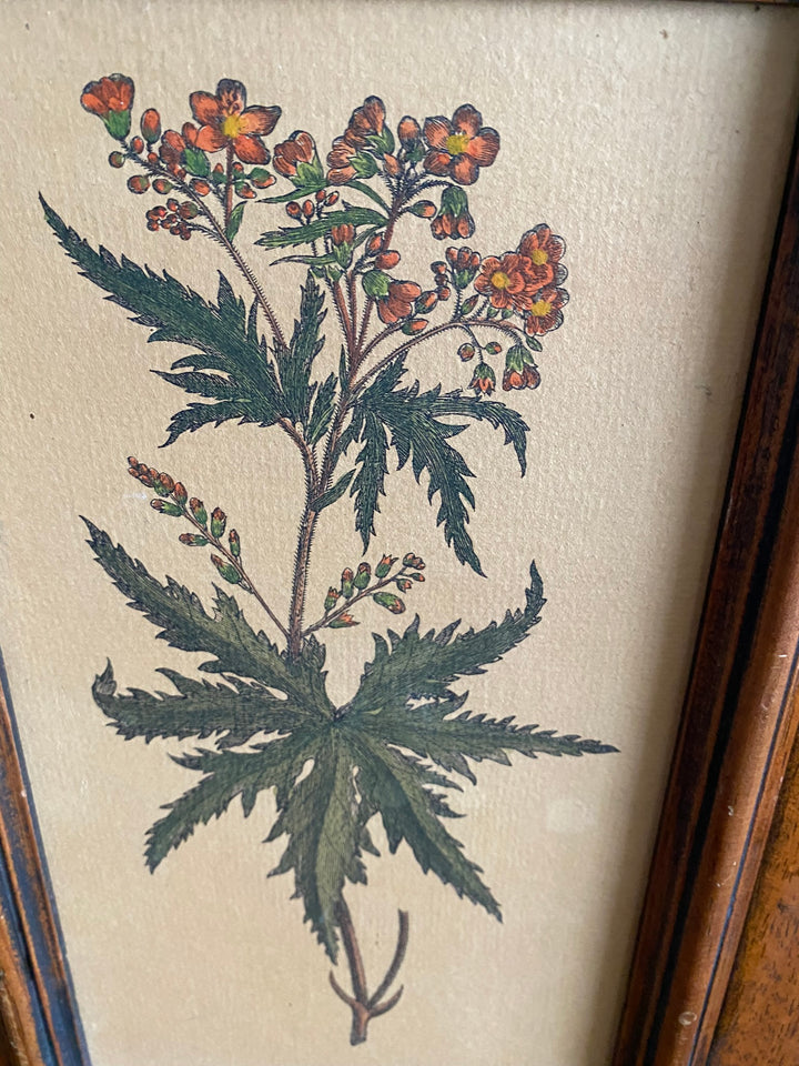 Gravure botanique cadre en bois