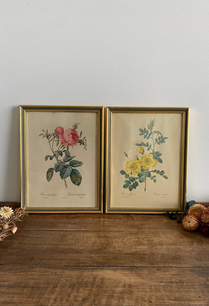 Lithographies Redouté encadrées