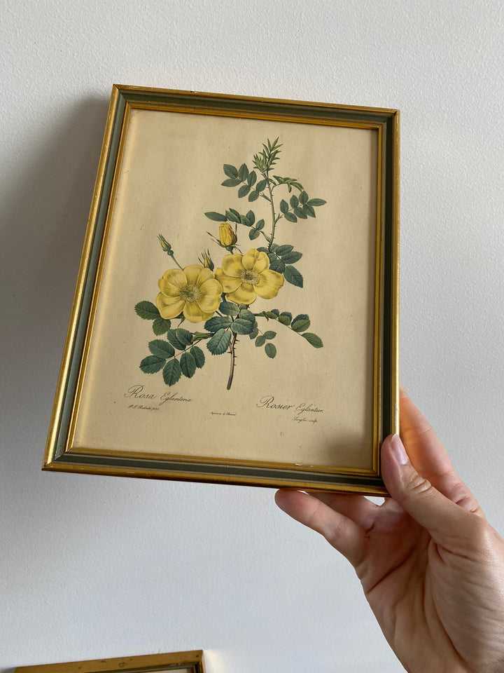 Lithographies Redouté encadrées