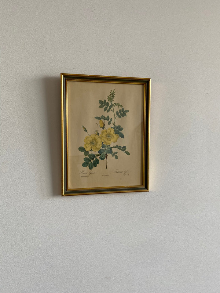Lithographies Redouté encadrées