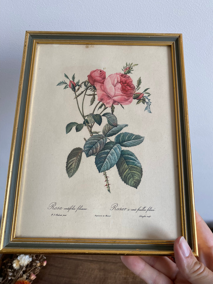 Lithographies Redouté encadrées