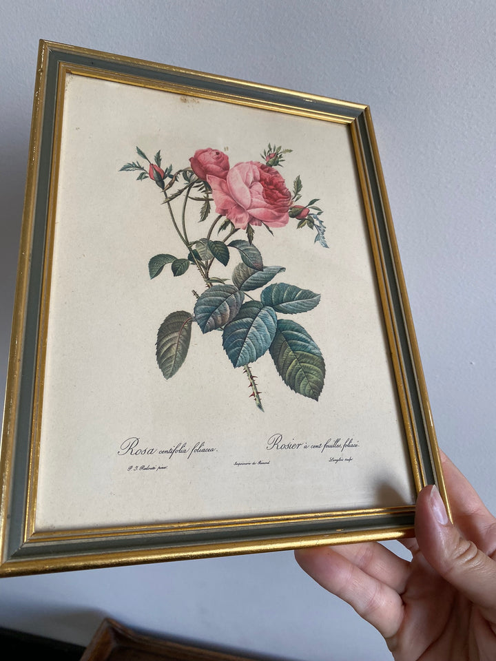 Lithographies Redouté encadrées