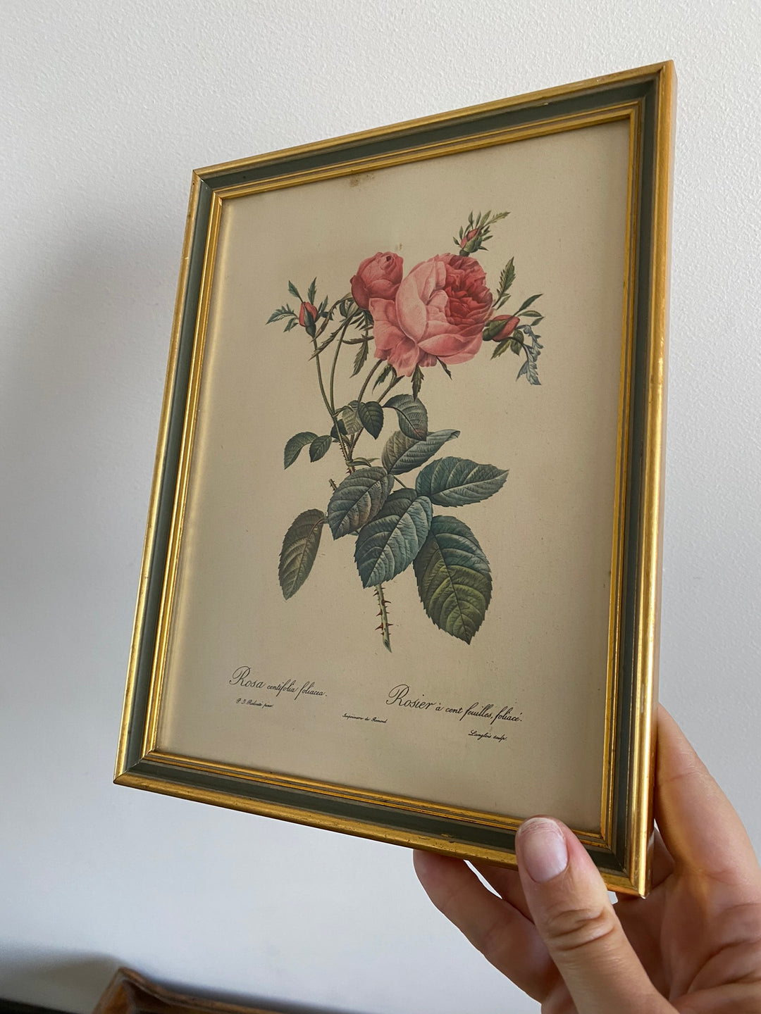 Lithographies Redouté encadrées