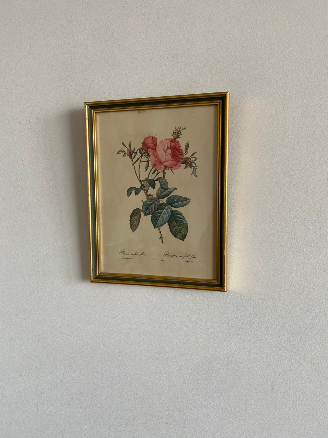 Lithographies Redouté encadrées