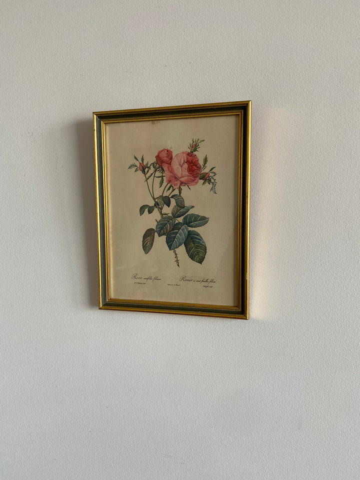 Lithographies Redouté encadrées