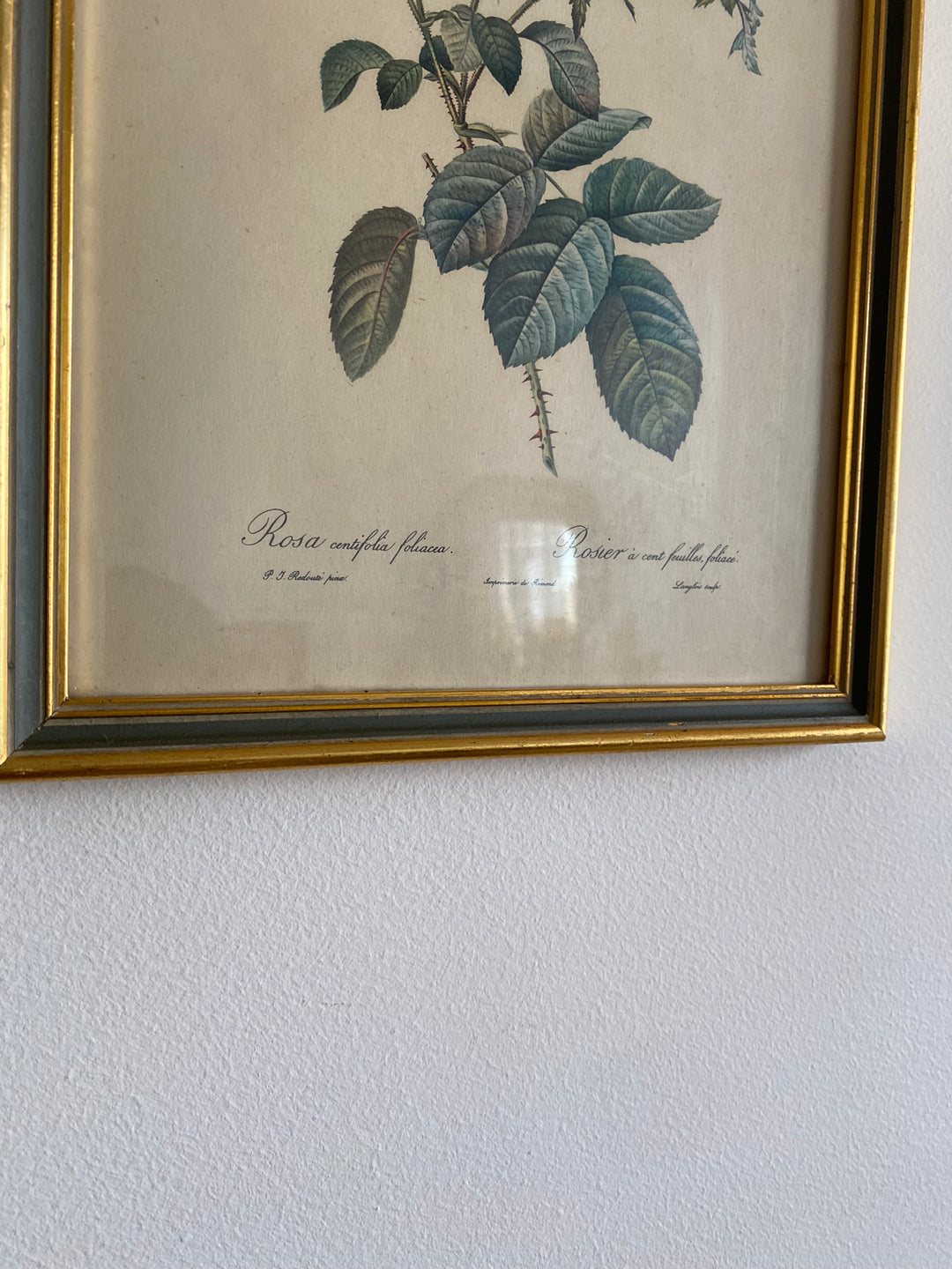 Lithographies Redouté encadrées