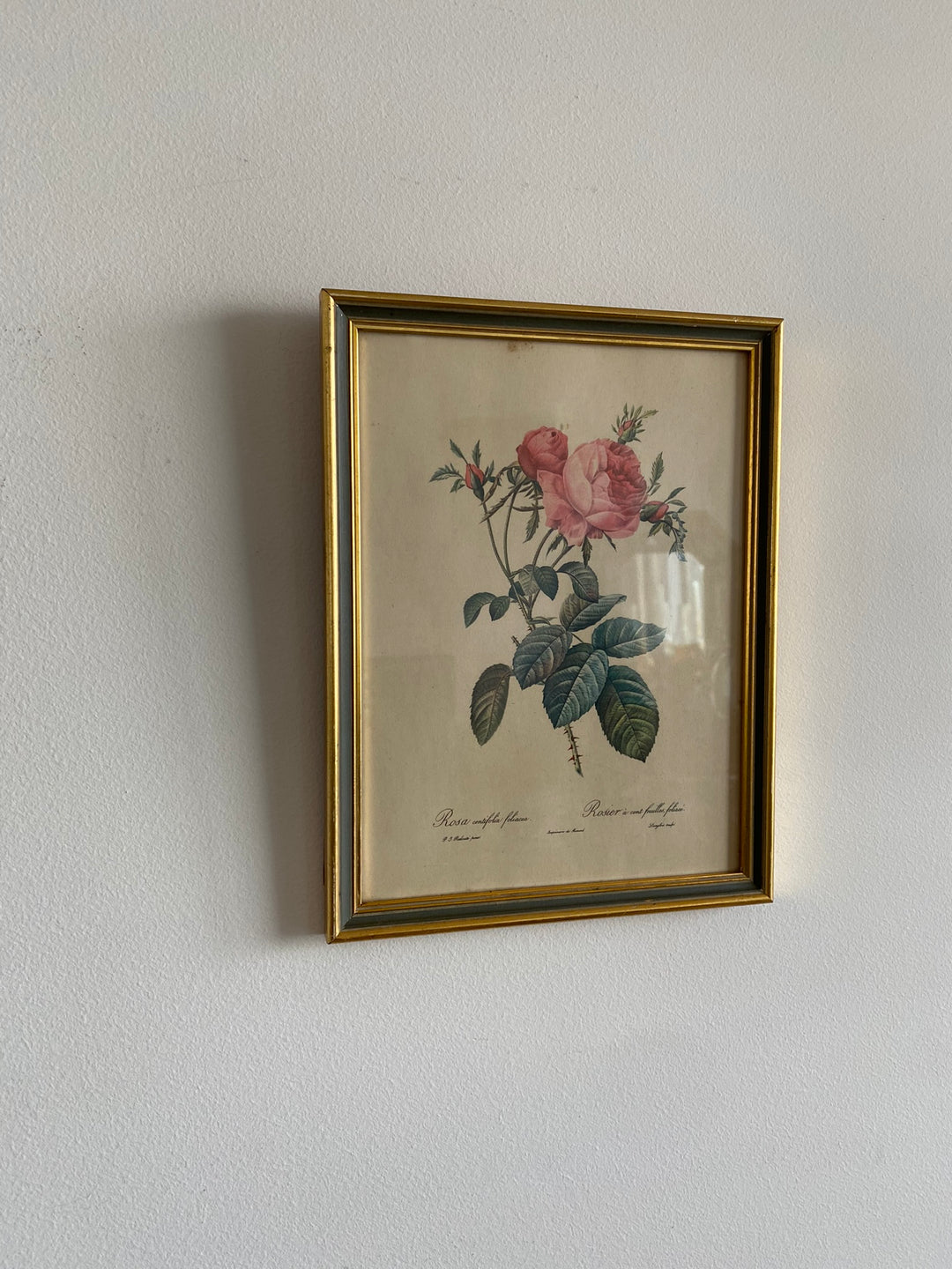 Lithographies Redouté encadrées