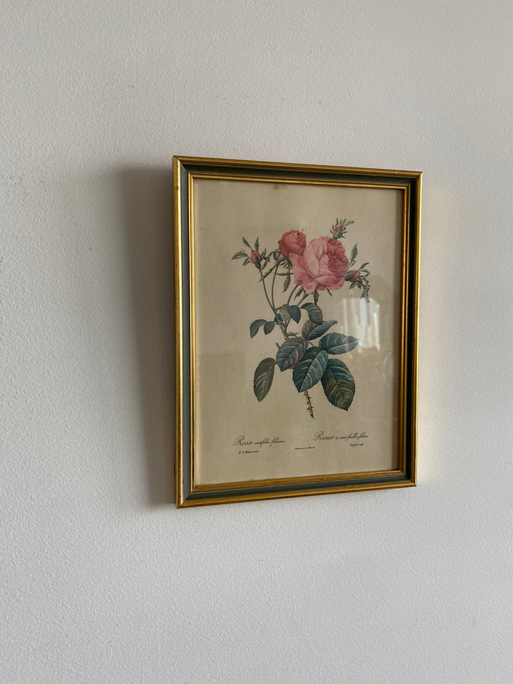 Lithographies Redouté encadrées
