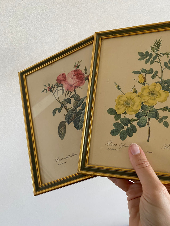 Lithographies Redouté encadrées
