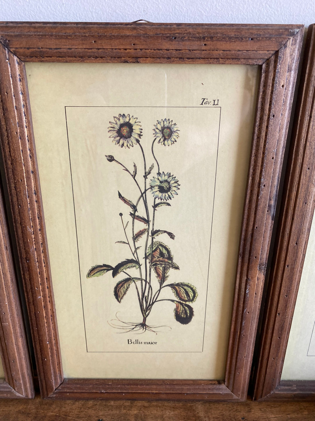 Gravures botaniques encadrées