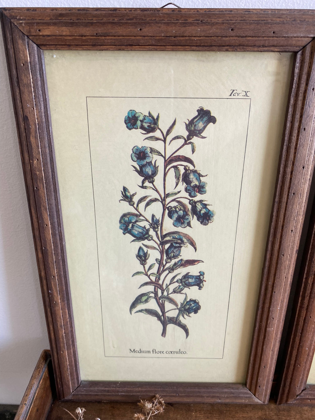 Gravures botaniques encadrées
