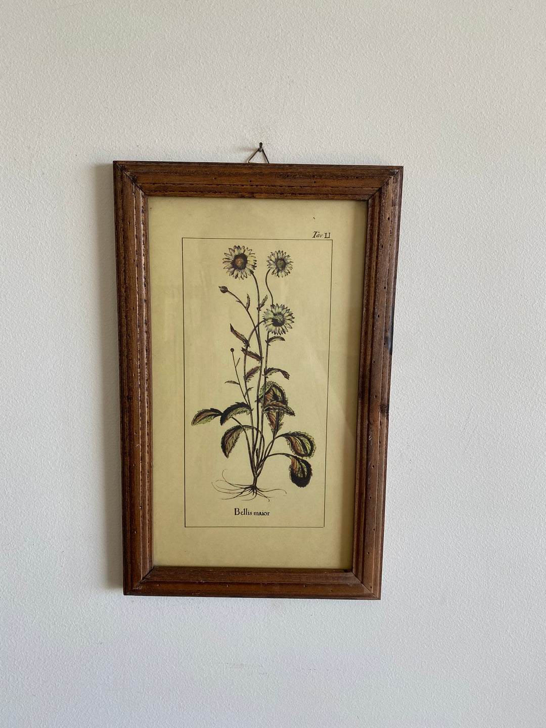 Gravures botaniques encadrées