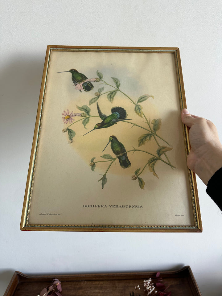 Impression lithographique d'oiseaux encadrée Dorifera veraguensis