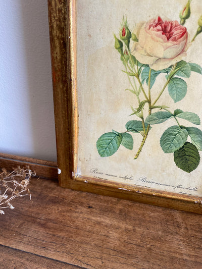 Cadre en bois doré avec fleur Redouté