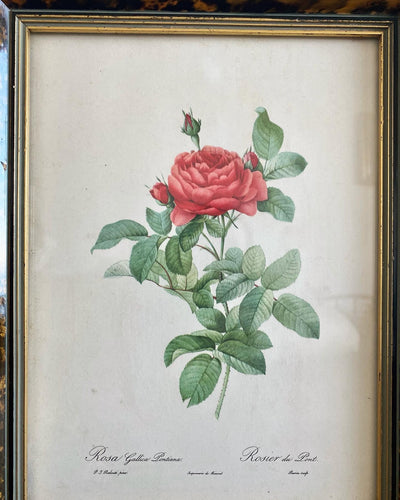 Lithographies P.J Redouté Rosier du Pont et Rosier d’Amour