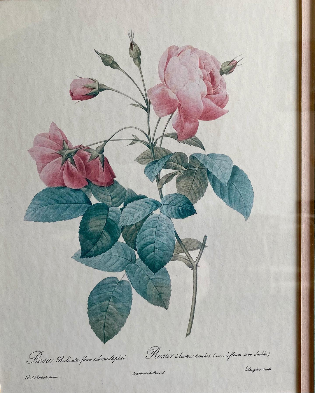 Lithographie Redouté Rosa Reclinata