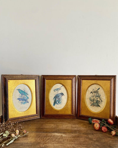 Cadres bois et or avec petites lithographies oiseaux