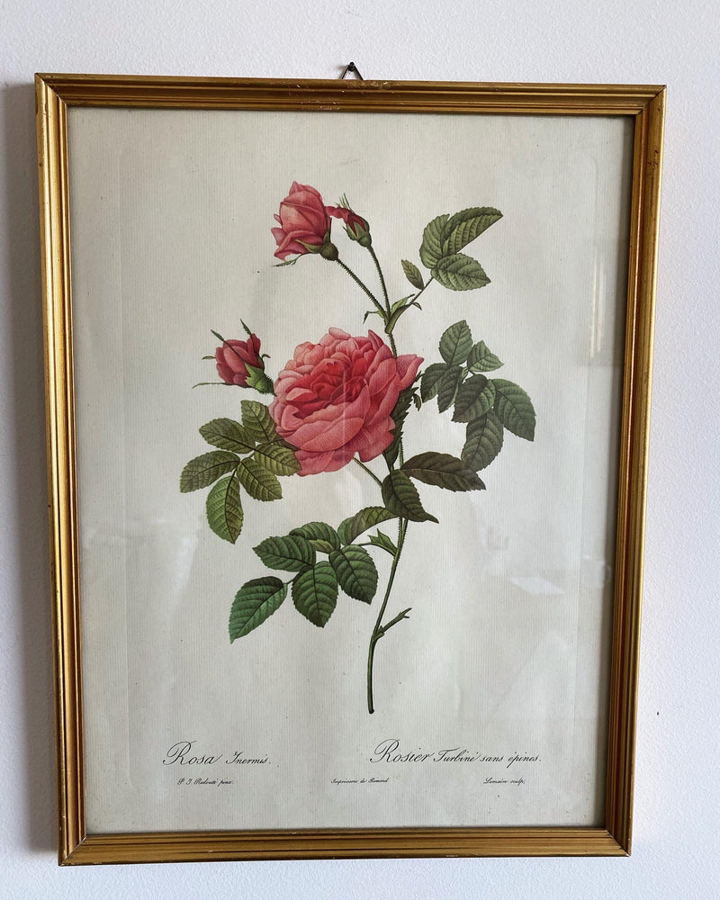 Lithographie P.J Redouté Rosa Inermis