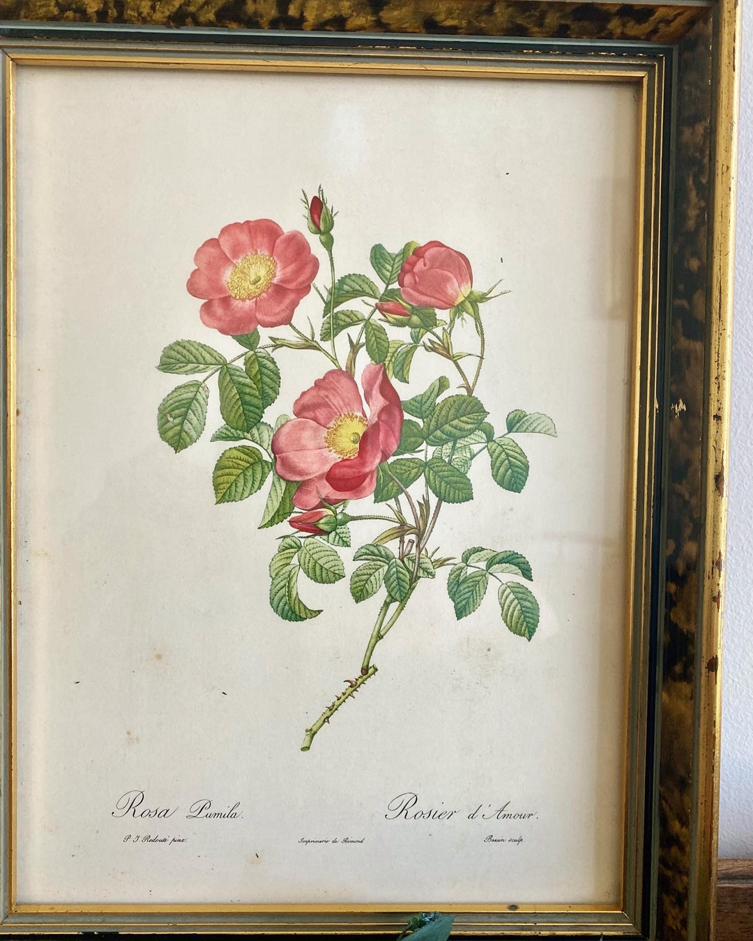 Lithographies P.J Redouté Rosier du Pont et Rosier d’Amour