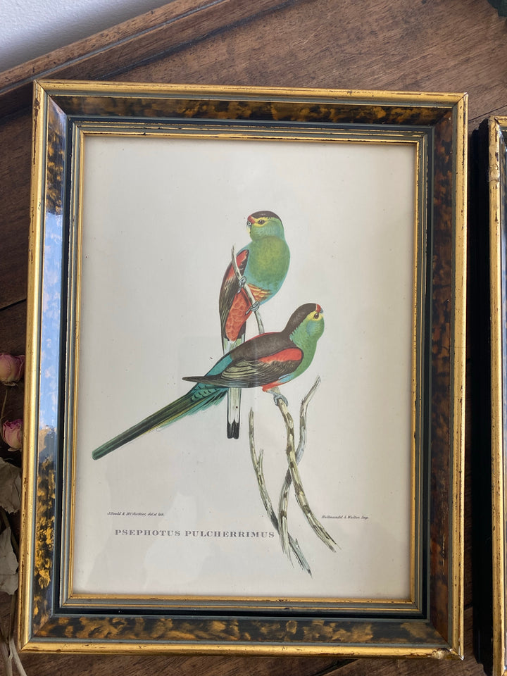 Lithographies Gould et Richter oiseaux