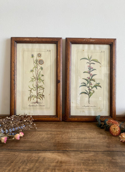Imprimés botaniques dans leurs cadres en bois