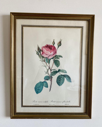 Lithographie de P.J Redouté “Rosa muscosa"