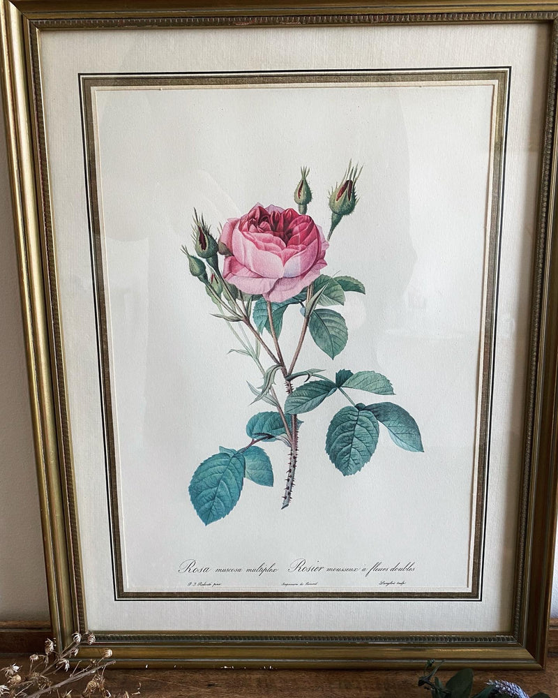Lithographie de P.J Redouté “Rosa muscosa"