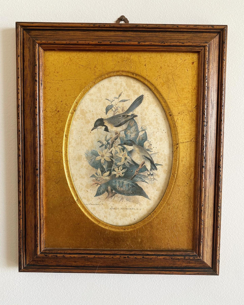 Cadres bois et or avec petites lithographies oiseaux