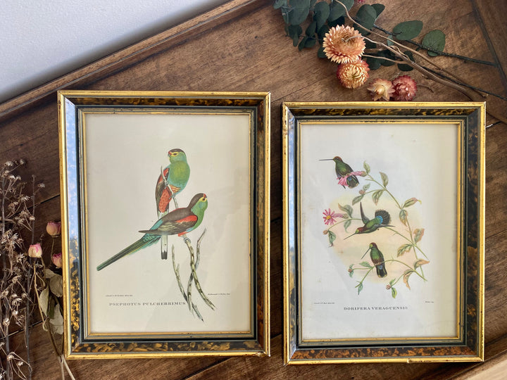 Lithographies Gould et Richter oiseaux