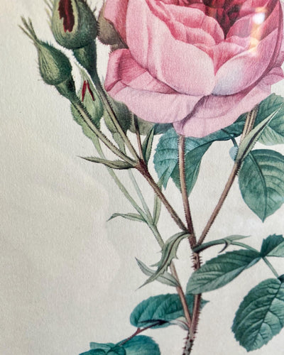 Lithographie de P.J Redouté “Rosa muscosa"