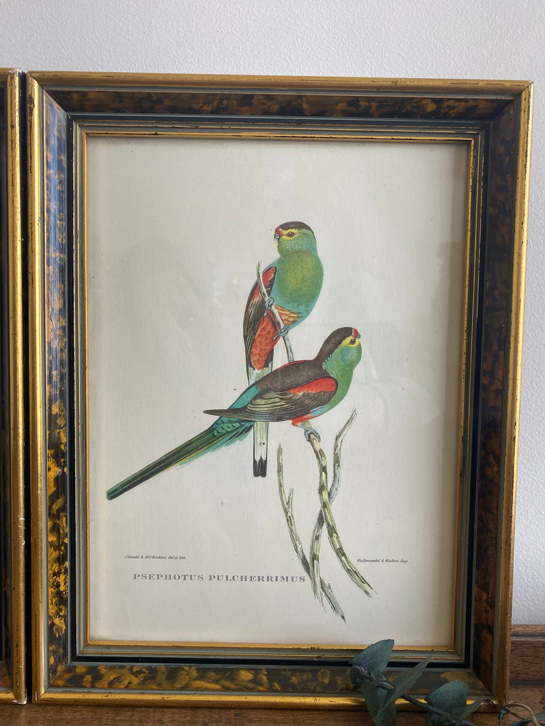 Lithographies Gould et Richter oiseaux