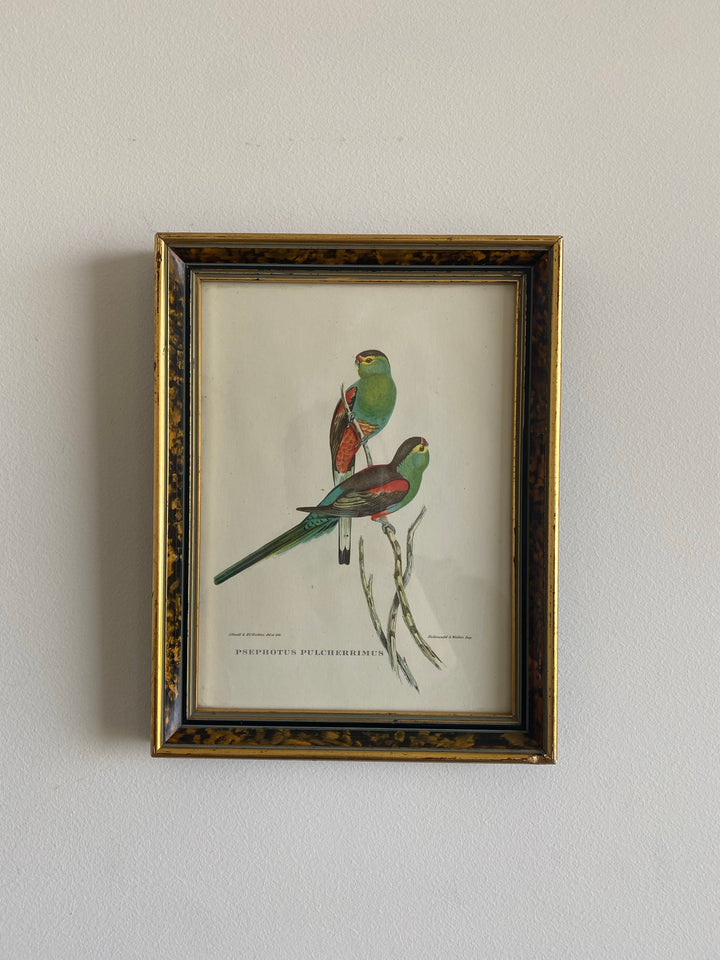 Lithographies Gould et Richter oiseaux