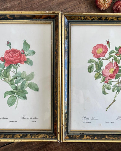 Lithographies P.J Redouté Rosier du Pont et Rosier d’Amour