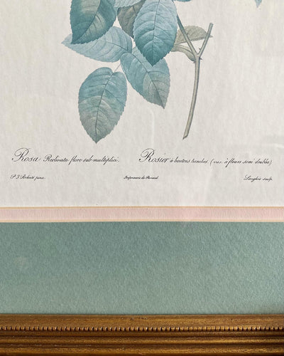 Lithographie Redouté Rosa Reclinata