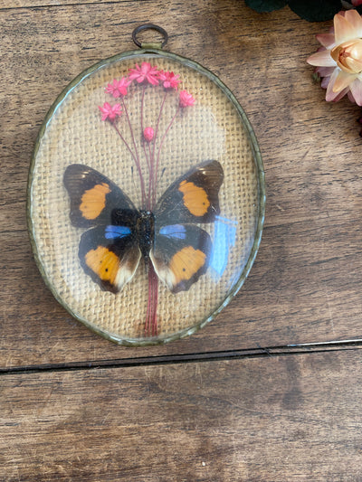 Cadre verre bombé papillon